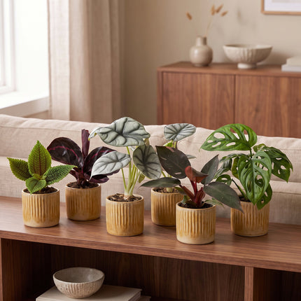 Baby Planten Jungle Mix - Diversen 6x - Tropisch - incl. Linnea Honey - Ø6cm - ↕10-15cm