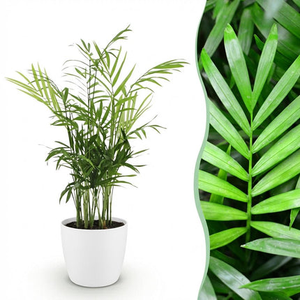 Chamaedorea elegans - Palm de montagne - avec pot de fleurs blanc - ↕15cm - Ø12cm