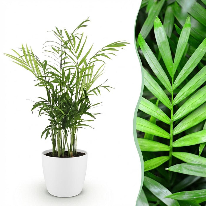 Chamaedorea elegans - Golden Palm - with white plant pot - ↕15cm - Ø12cm