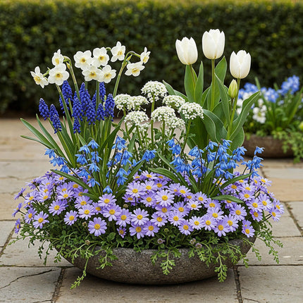 Bulbes de fleurs - Assortiment de bulbes bleus pour jardin - Variétés variées - Couleur bleue - 125 pièces - Emballage cadeau