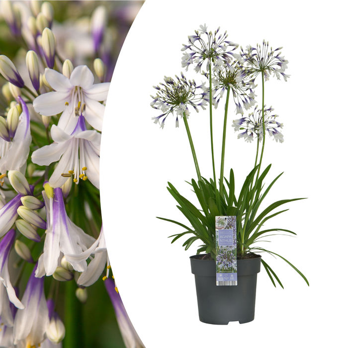 Agapanthus 'Fireworks' - Afrikaanse Lelie - ↕70cm - Ø23cm