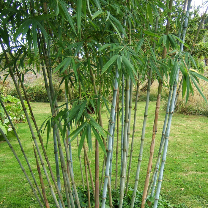 Bamboe - Fargesia Blue Dragon - Groen - 2 Planten - Bladhoudend - Niet Woekerend- Pot 14cm Hoogte 35cm