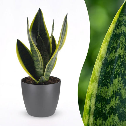 Sansevieria Future Superb - Vrouwentong - met Potter Grijs - Pot 12cm - Hoogte - 35cm