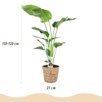 Strelitzia Nicolai - Paradijsvogelbloem - met mand - ↕110-120cm - Ø21cm