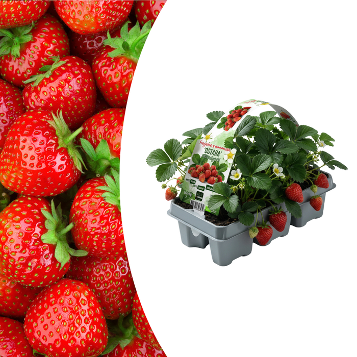 Aardbeienplanten (Fragaria) 100% biologisch - 6x