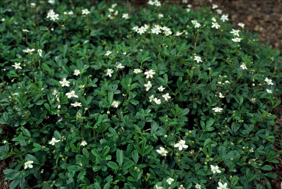 Potentilla tridentata 'Nuuk' - Ganzerik - ↕10-25cm - Ø9cm - 60x