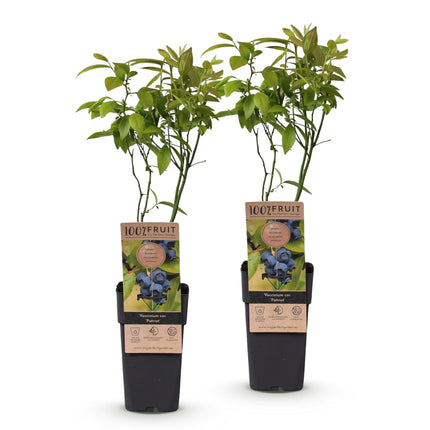 Vaccinium corymbosum Patriot - Bilberry - Hardy - Blueberry - 2 Plants - 15cm Pot - Height 50cm