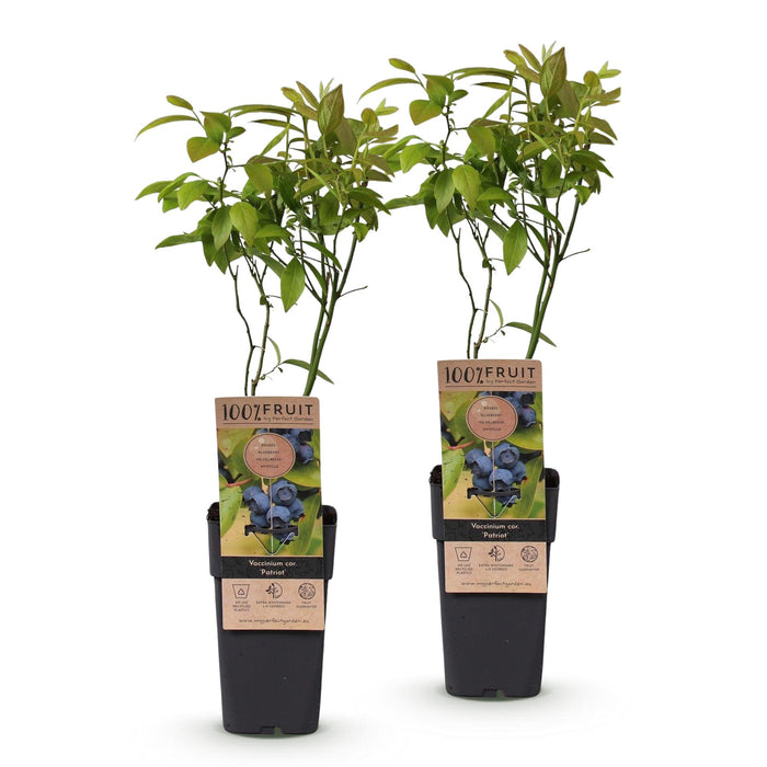 Vaccinium corymbosum Patriot - Bosbes - Blauwe Bes - ↕50cm - Ø15cm - 2x