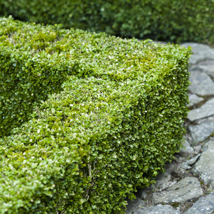 Haagplanten - Buxus sempervirens -  blad groen - 8 planten - 1 strekkende meter - groenblijvend - pot 9cm hoogte 20-25cm