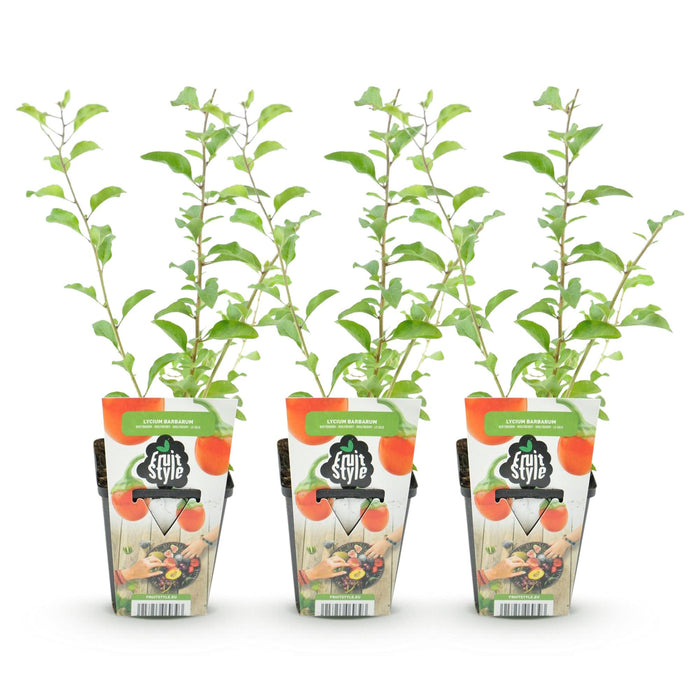 Goijbes - Lycium Barbarum - Rustique - 3 plants - Pot de 9 cm - Fruits orange et rouges