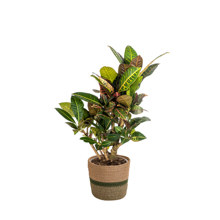 Codiaeum 'Croton' Petra with basket - ↕60-80cm - Ø21cm
