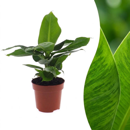 Musa Oriental Dwarf - Dwergbanaan - Pot 12cm - Hoogte - 30cm
