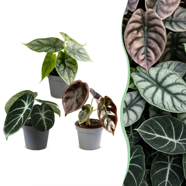Baby Alocasia Tricolour 3x - Rood - Groen - Zwart - Tropisch - Ø6cm - ↕12cm