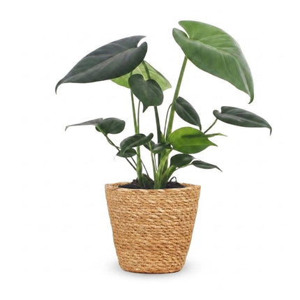 Monstera Deliciosa - Gatenplant - met Mand - Pot 12cm - Hoogte 30cm