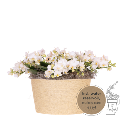 Kolibri Orchids | Witte Jungle Bouquet Botanic Nazare in Reed Basket