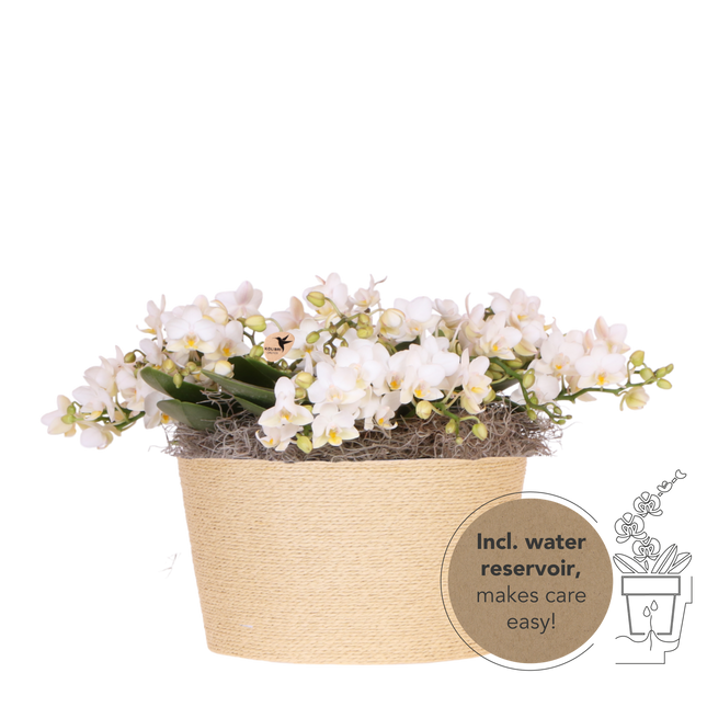 Kolibri Orchids | Vit Jungle Bukett Botanic Nazare i korg av vass