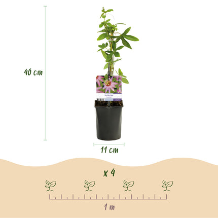 Passionsblomst - Passiflora Anastasia - Lyserød blomst - ↕40cm - Ø11cm - 2x