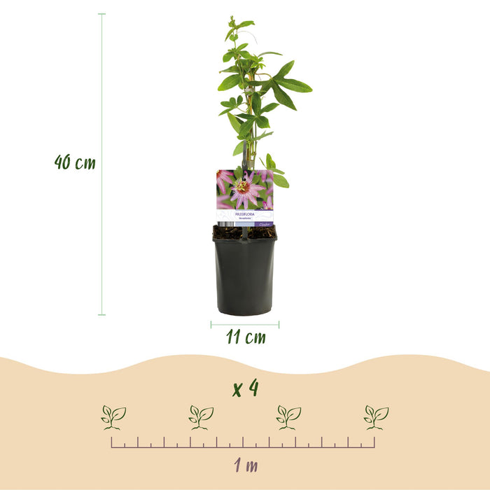 Passiebloem - Passiflora Anastasia  - Bloem Roze - ↕40cm - Ø11cm - 2x