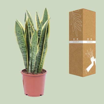 Sansevieria Trifasciata Laurentii - Snake Plant - ↕40cm - Ø14cm