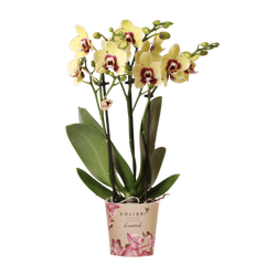 Collection image for: Rote Orchidee