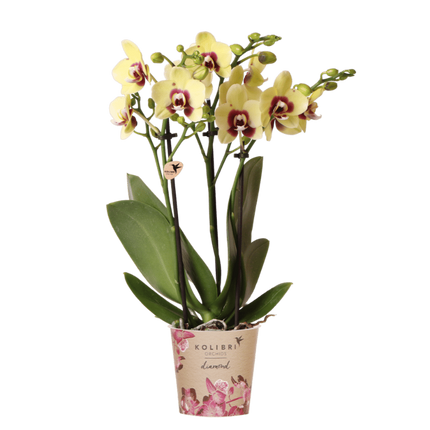 Kolibri Orchids | Geel-Rode Phalaenopsis Orchidee - Diamond Uruguay - Ø9 cm