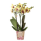 Rote Orchidee