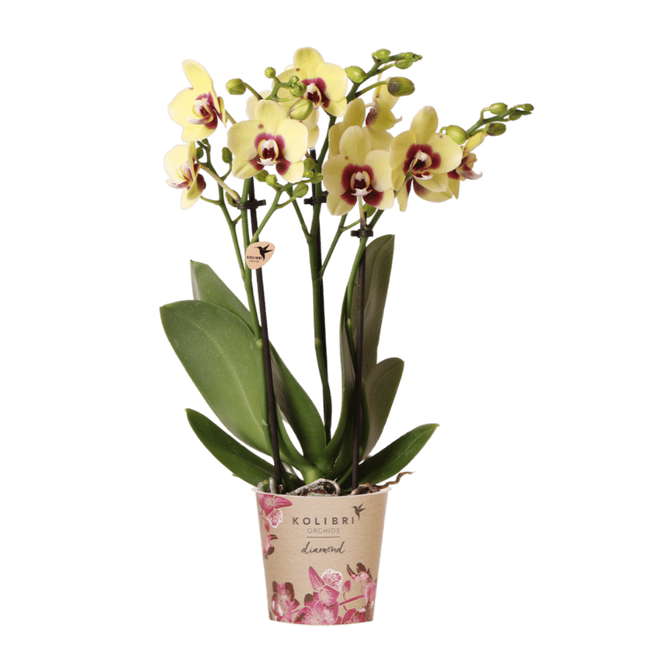Kolibri Orchids | Geel-Rode Phalaenopsis Orchidee - Diamond Uruguay - Ø9 cm