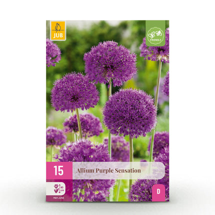 Bulbes d'Allium « Purple Sensation » - Couleur : violet - 15 bulbes - Calibre : 10/12 - Paquet XXL
