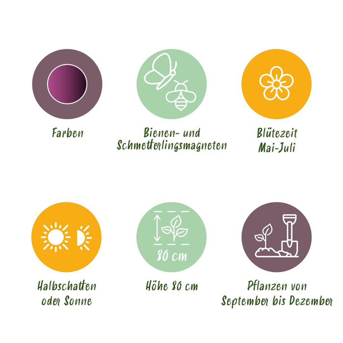 Bloembollen - Allium Miami - Kleur Paars - 15 stuks - Bolmaat 10/11 - XXL Pack