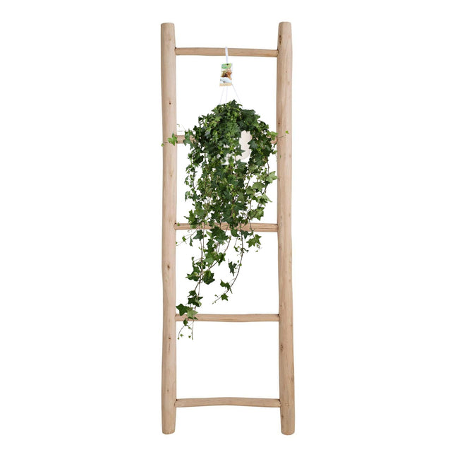 Hedera Helix Pitsburg - Hanging plant XXL - ↕90cm - Ø17cm