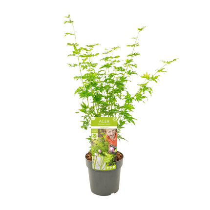 Érable du Japon (Acer palmatum Going Green) - ↕50 cm - Ø19 cm