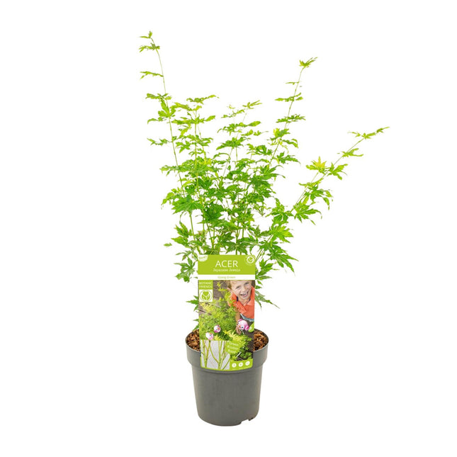 Acer Palmatum Going Green - Japanse Esdoorn - ↕50cm - Ø19cm