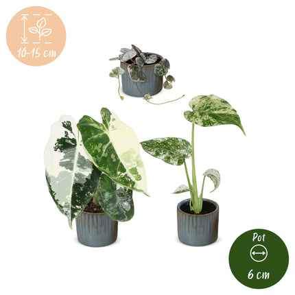 Baby Planten Variegata Mix - Diversen 3x - Tropisch - incl. Linnea Misty Blue - Ø6cm - ↕10-15cm