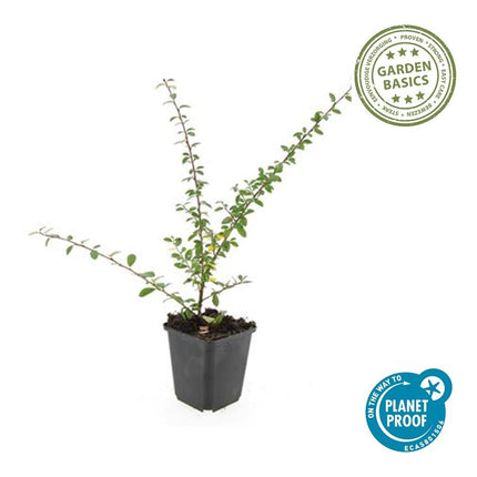 Cotoneaster Suecicus 'Coral Beauty' - ↕10-25cm - Ø9cm - 24x