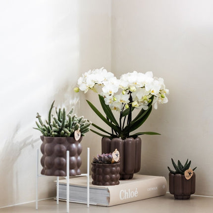Kolibri Orchids | Combi Deal - 4 Witte Phalaenopsis Orchideeën Blossom Zurich - Ø9 cm