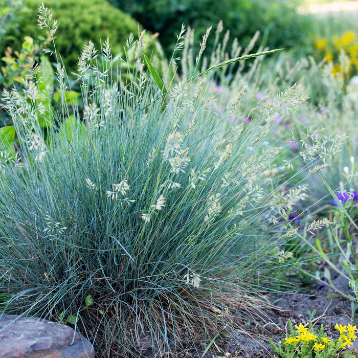 Siergrassen - Festuca glauca Intense Blue  - Blauw - 2 Planten - Bladhoudend - Weinig Onderhoud - Pot 17cm Hoogte 50cm