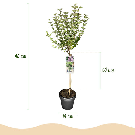 Syringa meyeri Palibin - Planta de patio - Caducifolia - Resistente - Flor púrpura - Maceta de 19 cm de altura y 90 cm de alto