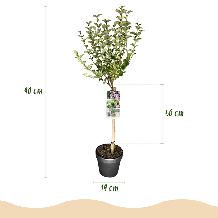 Syringa meyeri Palibin – Terrassenpflanze – Laubabwerfend – Winterhart – Lila Blüte – Topf: 19 cm, Höhe: 90 cm