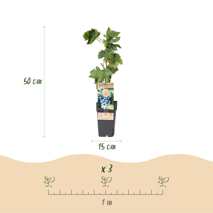 Fruitplant - Blauwe Druif - Vitis vinifera Regent - 2 planten - Pot 15cm Hoogte 50cm