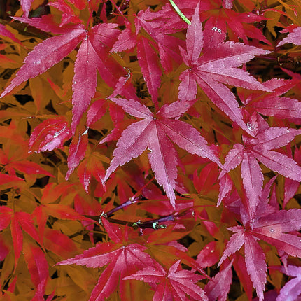 Japansk Ahorn - Acer palmatum Pink Dwarf - Pink - ↕70cm - Ø19cm - 2x