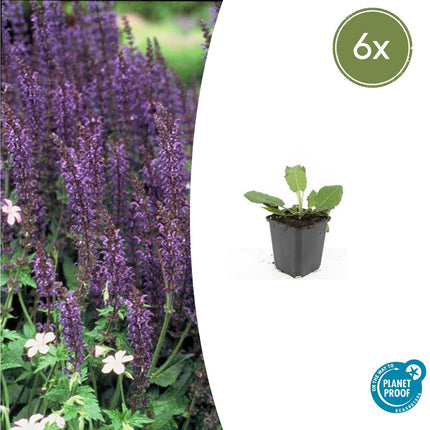 Salvia Nemorosa 'Mainacht' - Sauge des Forêts - ↕10-25cm - Ø9cm - 6x