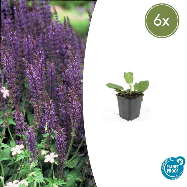 Salvia Nemorosa 'Mainacht' - Bossalie - ↕10-25cm - Ø9cm - 6x