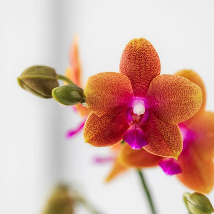 Orchidea Phalaenopsis arancione - Profumata - vaso Ø9cm | pianta da interno fiorita