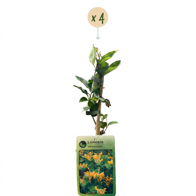 Lonicera tellmanniana - Tellmann-kamperfoelie 4x - Oranje - Geel - Klimplant - Ø9cm - ↕35cm