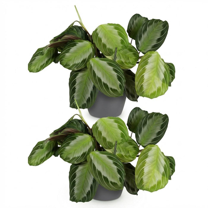 Maranta Fascinator Silverband - Gebedsplant - met grijze plantenpotten - ↕25cm - Ø12cm - 2x