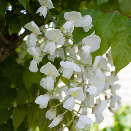Wisteria floribunda 'Longissima Alba' - Witte regen - ↕65cm - Ø15cm - 2x