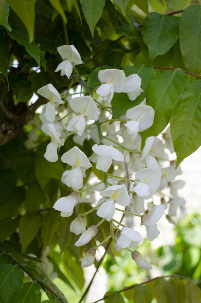 Wisteria floribunda 'Longissima Alba' - White rain - ↕65cm - Ø15cm - 2x