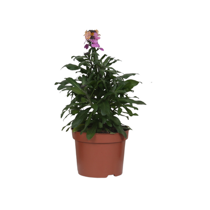 Erysimum 'purple Glow - ↕30cm - Ø13cm