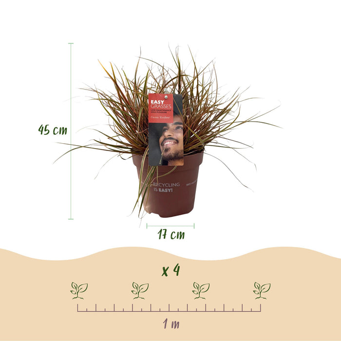 Siergrassen - Uncinia rubra Everflame  - Rood - 4 Planten - Bladhoudend - Weinig Onderhoud - Pot 17cm Hoogte 50cm
