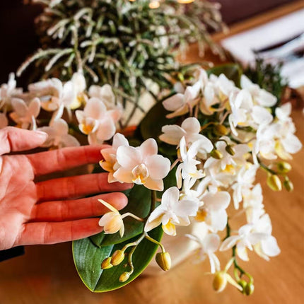Kolibri Orchids | Combi Deal - 4 Witte Phalaenopsis Orchideeën Botanic Nazare - Ø9 cm